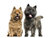 Tolettatura Cairn Terrier (sorry only in German)