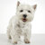 Toilettage West Highland Terrier