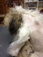 Matted fur, why?