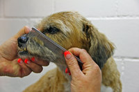 Dog grooming training
