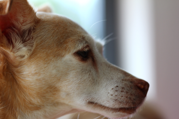 Das Profil eines hellbraun-weissen Hundes, der auf die rechte Seite schaut. Link: Kategorie Augen- und Ohrenpflege.
