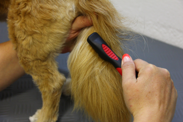 Les pattes arrière et la queue touffue d'un petit chien sont soignées avec un démêlant rouge. Lien : catégorie démêloirs.