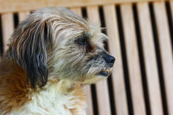 Ein braun melierter Hund mit langem, gepflegtem Fell und Hängeohren schaut zum rechten Bildrand. Link: Kategorie Fellpflege.