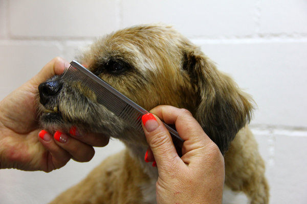 Un chien brun chiné est brossé au niveau du museau.