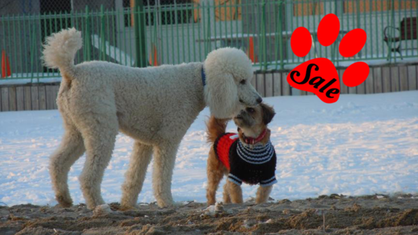 A poodle and a small brown mix wearing a jumper sniffing each other on the snowy beach. There is a red dog paw print in the top right with the word "Sale" in the middle. Link: Category Offers.