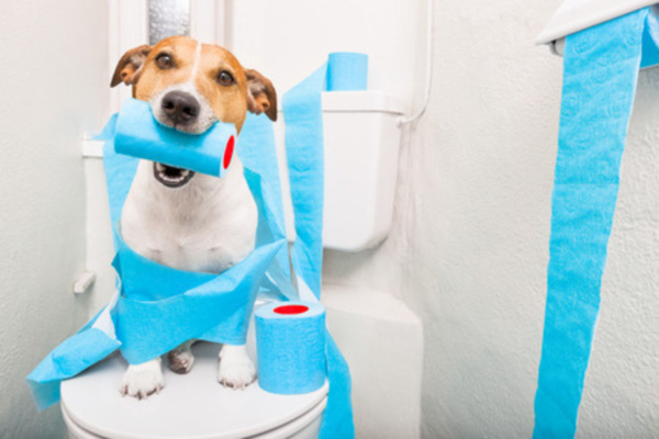 A brown and white Jack Russell is sitting on the toilet lid looking directly into the camera. In the background it has several strips of light blue toilet paper, with the Jack Russell holding the toilet paper roll in its snout. Link: Category Disinfection products.