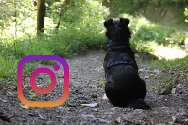 Un piccolo cane nero siede su un sentiero della foresta dando le spalle alla telecamera. Accanto c'è il logo colorato di Instagram. Link: Categoria Consigli da Instagram.