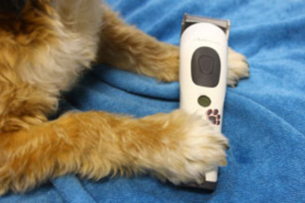 Un chien brun tient une tondeuse blanche entre ses pattes sur un fond bleu. Lien : Catégorie tondeuses pour pattes et visage.