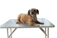 Link per la categoria Tavoli da rifinitura. Nell'immagine un cane su un tavolo da trimming con una superficie di lavoro grigia.
