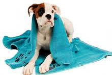Link to category Drying cloths, picture a dog with a microfiber in turquoise over the back.