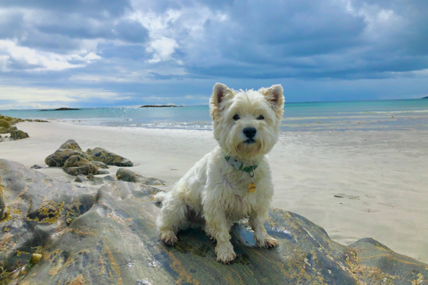 A Westie sits on a cliff with a sandy beach and turquoise sea in the background. Link: Category Breed Specific Recommendations.