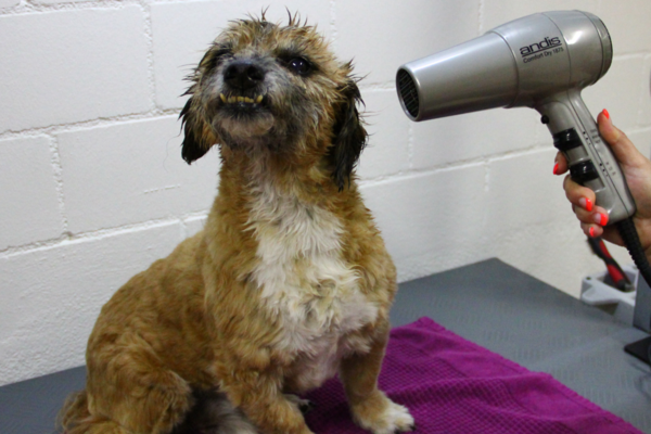 A small, wet dog with long fur is sitting on a pink towel and has a satisfied expression on his face. In the upper right is a hand drying the dog with a dog hair dryer. Link: Category dryers for pets.