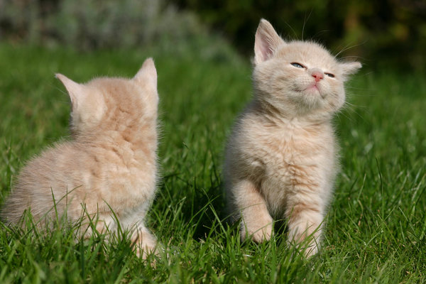 Zwei Kitten sitzen auf einer Wiese. Das Kätzchen rechts dreht den Rücken zur Kamera, während das Linke sich genüsslich streckt. Link: Kategorie Katzen-Schermaschinen.