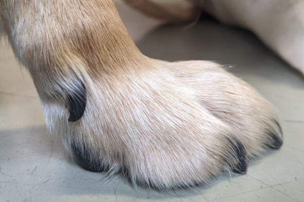 Die Aufnahme einer hellbraunen Hundepfote mit schwarzen Krallen, die auf einem beigen Boden steht. Link: Kategorie Pfoten- und Krallenpflege.