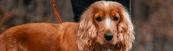 A brown and white Cocker Spaniel with hanging ears stands in front of a dark background.