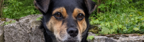Portrait shot of a black and brown dog.