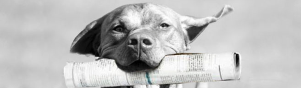 The face of a dog with a newspaper in its muzzle.