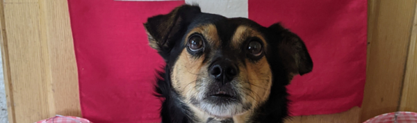 A black and brown dog sits in front of a Swiss flag and looks up.