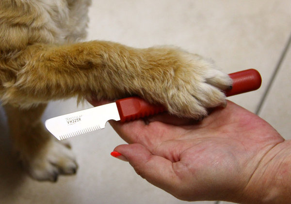 Eine Handfläche, auf der sich ein Trimmmesser befindet. Eine Hundepfote liegt auf der Hand. Link: Kategorie Trimmmesser.