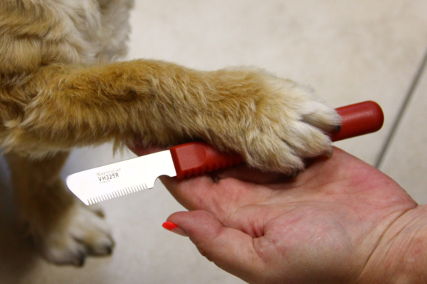 Une paume de main sur laquelle se trouve un couteau à tondre. Une patte de chien repose sur la main. Lien : Catégorie couteaux à trimmer.
