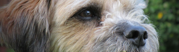 Die Nahaufnahme eines wuschligen Hundes mit braunen Augen.
