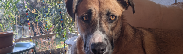 Die Nahaufnahme eines braunen Hundes mit bernsteinfarbenen Augen und einem weissen Fleck auf der Nase.